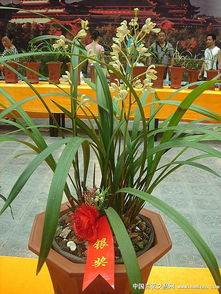 下山精品多花正格梅 特壮子草带双芽 蔬菜