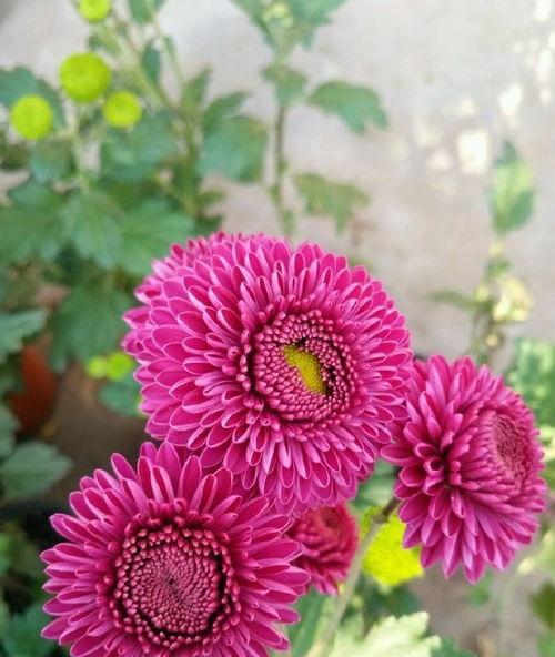 精品花儿朱王 雍容华贵，值得一养的苗木