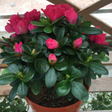 家养花卉选购指南 如何选择价格合适、美观易养的花卉