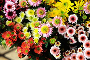 新春花卉 装点佳节的四类吉祥植物