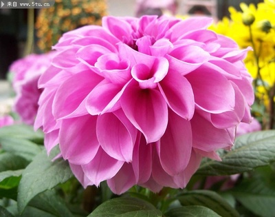 从苗木到繁花 捕捉植物花卉摄影中的生命萌芽之美