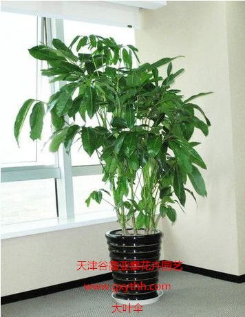 天津绿植花卉产业新貌 销售、租赁与养护一站式服务探析