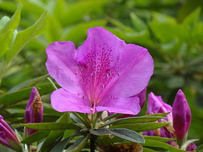 鸡蛋花的低语 用索尼HX300手持长焦微距探秘花卉之美