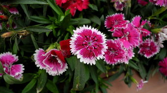 园中雅趣 花卉、风景与蔬菜的和谐之美