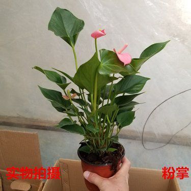 适合家里养的18种花卉与蔬菜