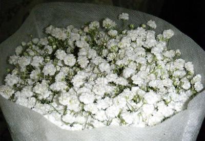 “一片星辰，一场花事” 鲜切花市场中的“杂草与鲜花”新观察
