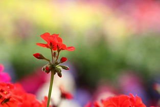 2012花卉展览中的蔬菜风景 当蔬果与鲜花共舞的自然画卷