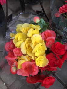 倒计时1天！春季花卉日用品展 清明小长假首选好去处