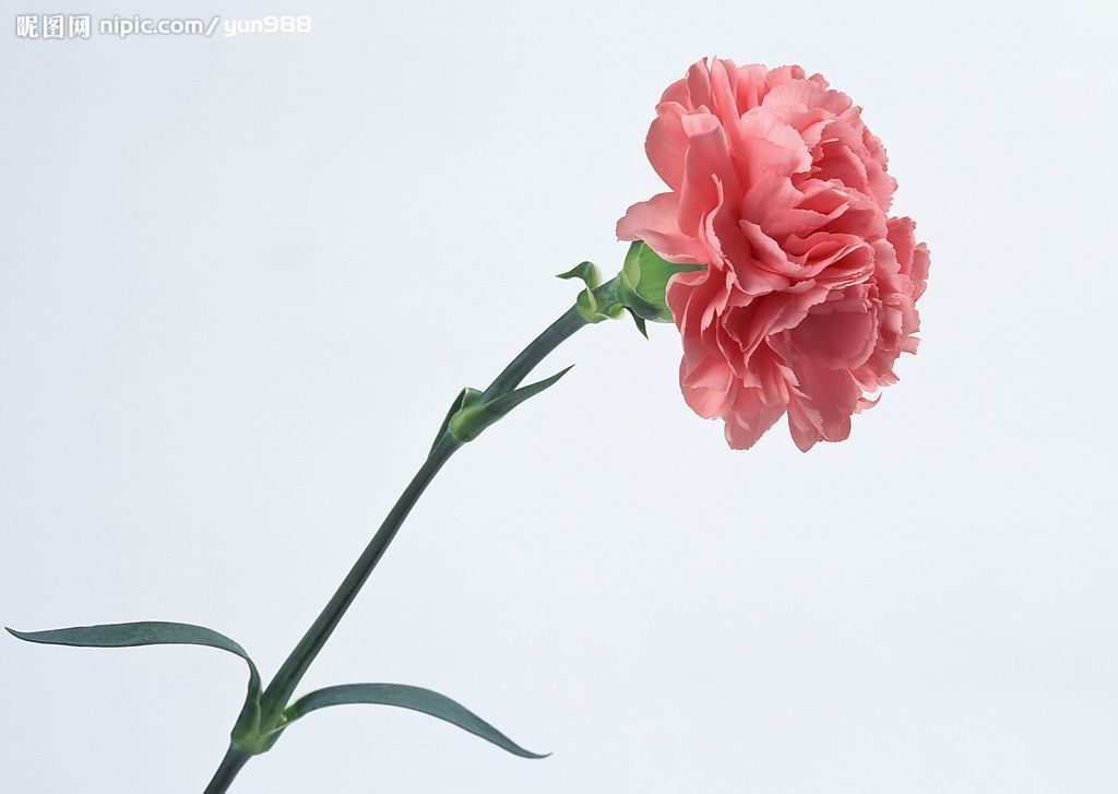 精品花卉素材 专题精选与下载指南