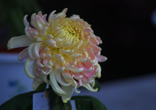 菊展上的精品花 秋日花卉的艺术盛宴