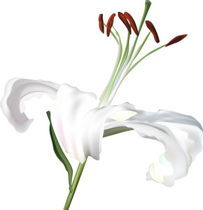 白百合花卉的魅力与养护指南