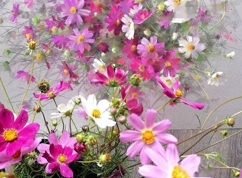 色粉笔花卉 色彩与生命的绝美交融